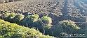 20230110_145716 - Dalla terra... il grano